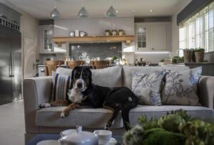 Interior Design with Your Pets In Mind - Talie Jane Interiors